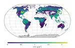 Global Canopy Chlorophyll Content (CCC) Datasets (2016–2024)