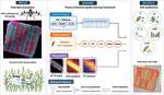 Seeing Photosynthesis from a Drone: Physics-Informed AI for Wheat