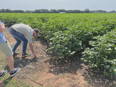 Walking the cotton field trials at Iron Horse Farm.