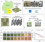 UAVs Unlock New Insights into Wheat Senescence Dynamics