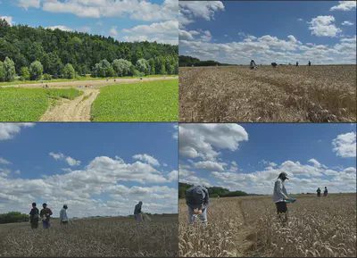 Precision Agriculture lab members worked in the field